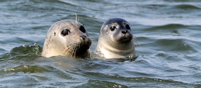 Seehunde in der Nordsee (Foto: dpa Bildfunk, Picture Alliance)