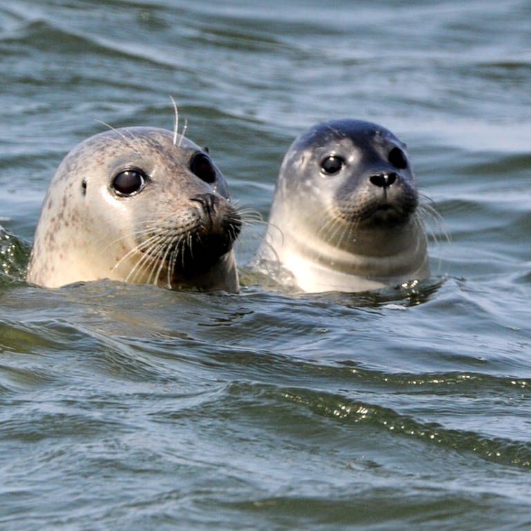 Seehunde in der Nordsee (Foto: dpa Bildfunk, Picture Alliance)