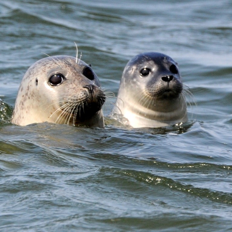 Seehunde in der Nordsee