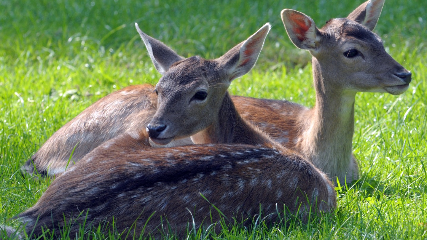 Zwei Damwildkälber liegen auf einer Wiese (Foto: dpa Bildfunk, Picture Alliance)