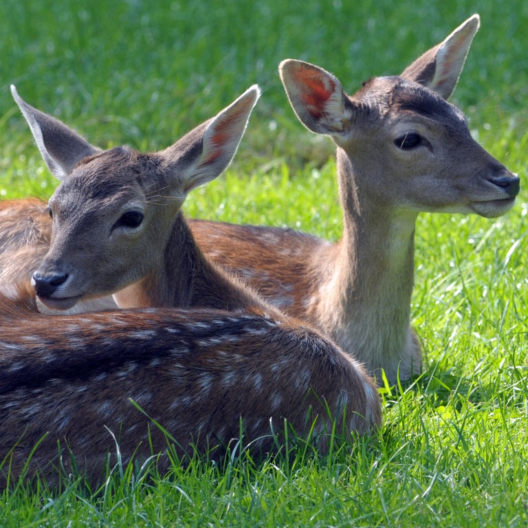 Zwei Damwildkälber liegen auf einer Wiese (Foto: dpa Bildfunk, Picture Alliance)