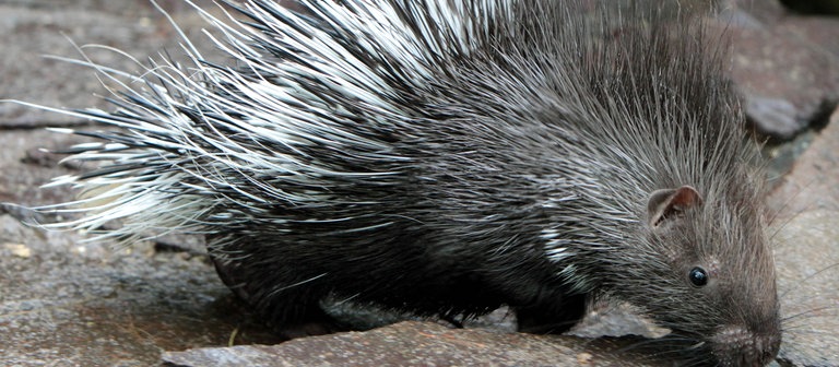 Ein junges Stachelschwein sucht Futter (Foto: dpa Bildfunk, Picture Alliance)