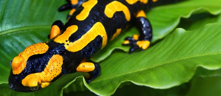 Feuersalamander (Foto: dpa Bildfunk, Picture Alliance)