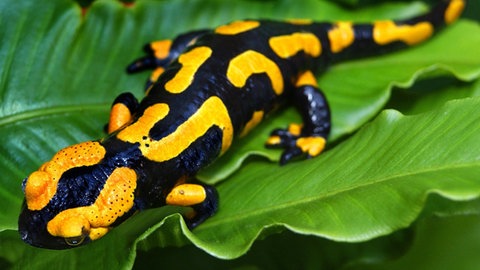 Feuersalamander (Foto: dpa Bildfunk, Picture Alliance)