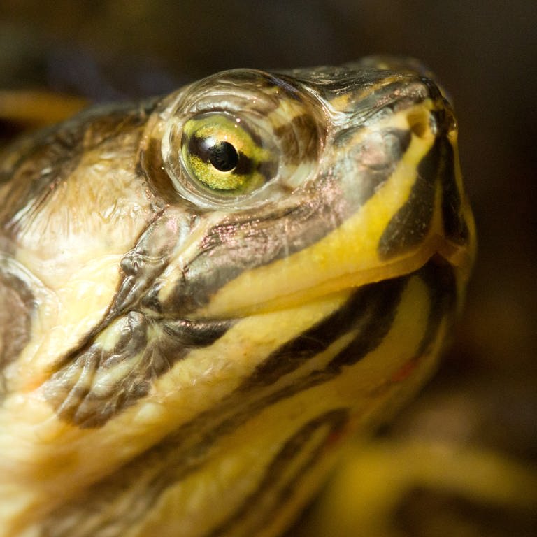 Eine Gelbwangen-Schmuckschildkröte (Foto: dpa Bildfunk, Picture Alliance)
