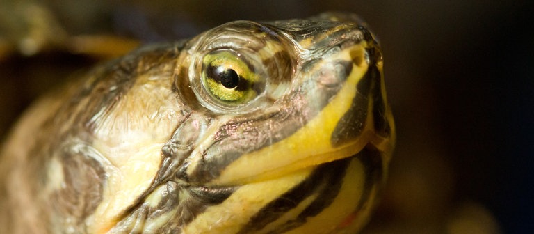 Eine Gelbwangen-Schmuckschildkröte (Foto: dpa Bildfunk, Picture Alliance)