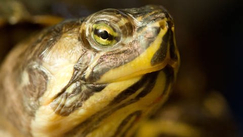 Eine Gelbwangen-Schmuckschildkröte (Foto: dpa Bildfunk, Picture Alliance)