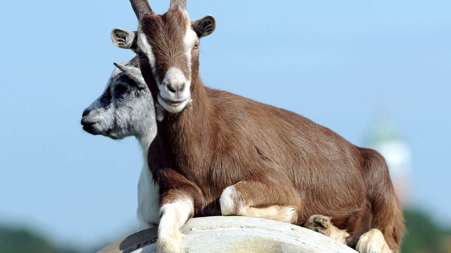 Zwei Ziegen liegen auf einem Feld (Foto: dpa Bildfunk, Picture Alliance)