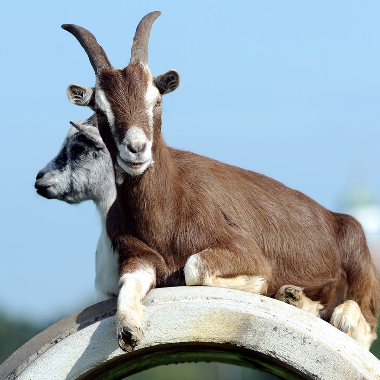 Zwei Ziegen liegen auf einem Feld (Foto: dpa Bildfunk, Picture Alliance)