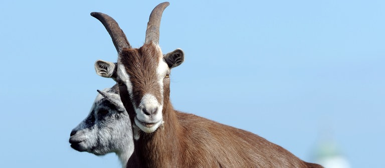 Zwei Ziegen liegen auf einem Feld (Foto: dpa Bildfunk, Picture Alliance)