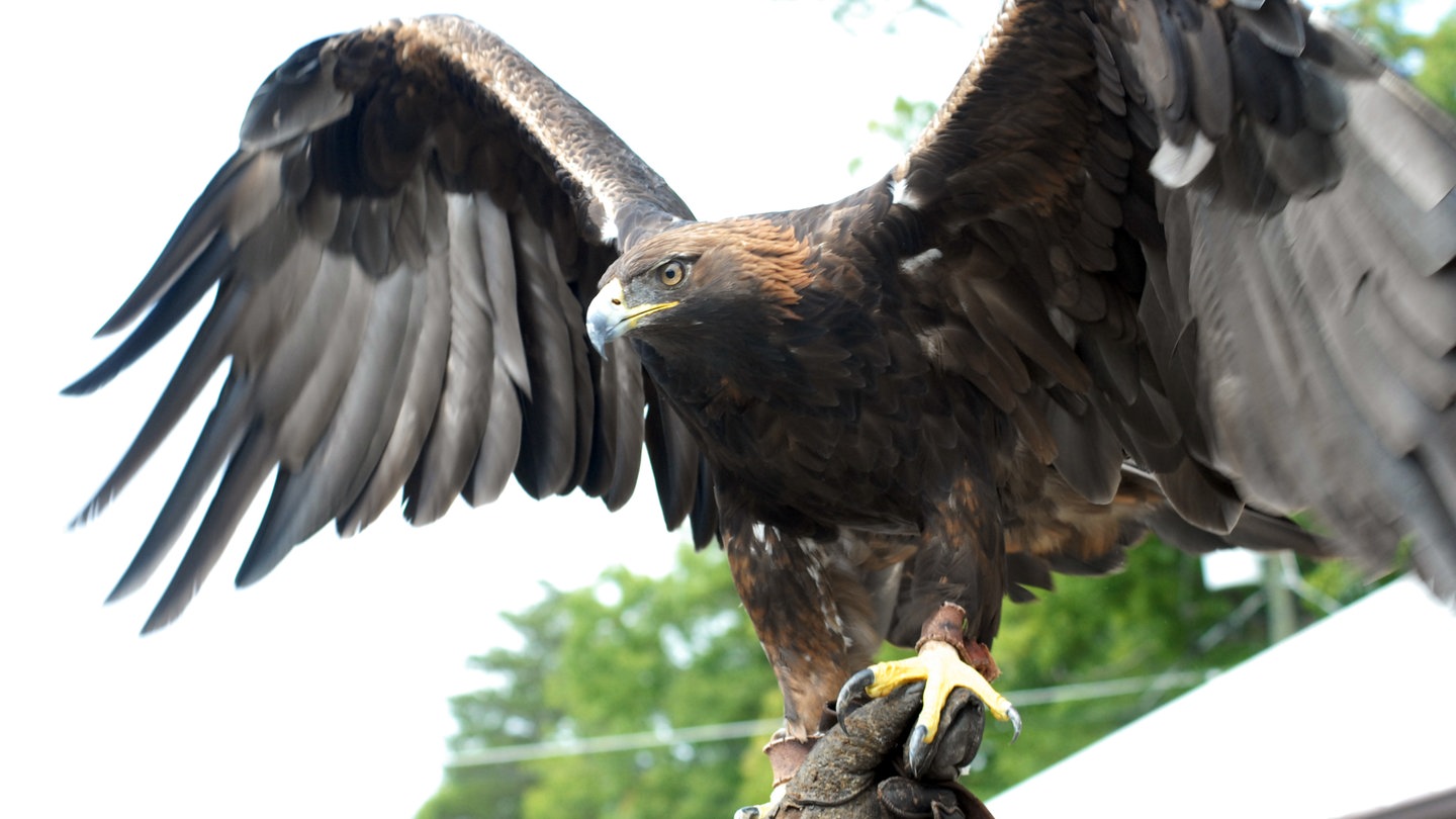 Ein Steinadler breitet seine Flügel aus. (Foto: dpa Bildfunk, Picture Alliance)