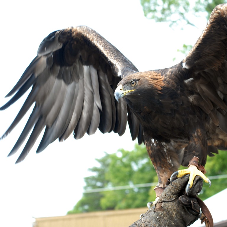 Ein Steinadler breitet seine Flügel aus. (Foto: dpa Bildfunk, Picture Alliance)