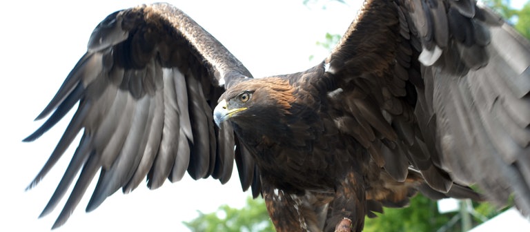 Ein Steinadler breitet seine Flügel aus. (Foto: dpa Bildfunk, Picture Alliance)