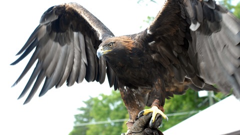 Ein Steinadler breitet seine Flügel aus. (Foto: dpa Bildfunk, Picture Alliance)
