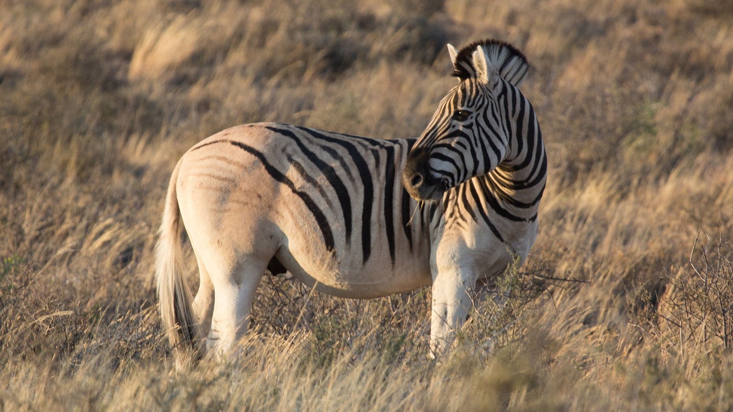 Ein Steppenzebra (Foto: dpa Bildfunk, Picture Alliance)