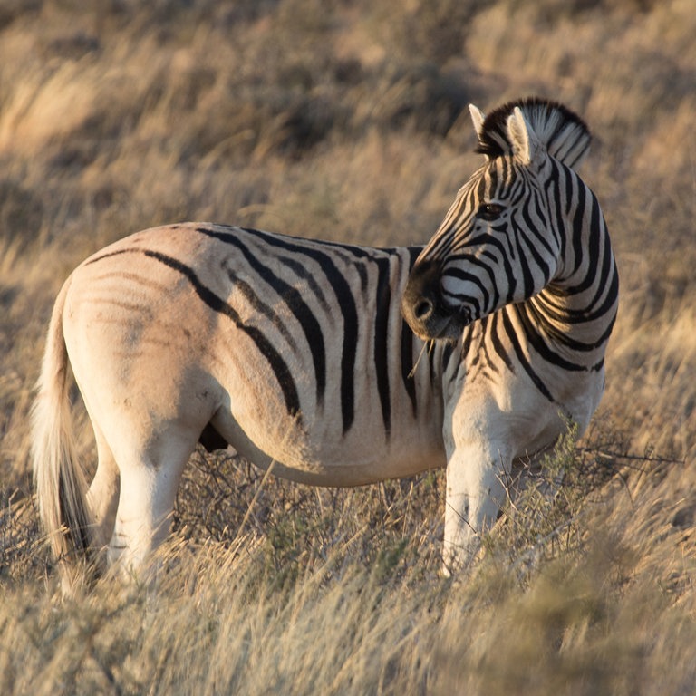 Ein Steppenzebra (Foto: dpa Bildfunk, Picture Alliance)