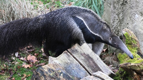 Großer Ameisenbär (Foto: SWR)