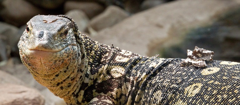 Ein Regenwald-Nilwaran liegt in seinem Terrarium (Foto: dpa Bildfunk, Picture Alliance)