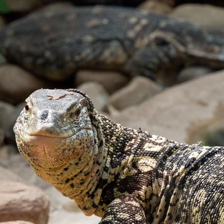 Ein Regenwald-Nilwaran liegt in seinem Terrarium (Foto: dpa Bildfunk, Picture Alliance)