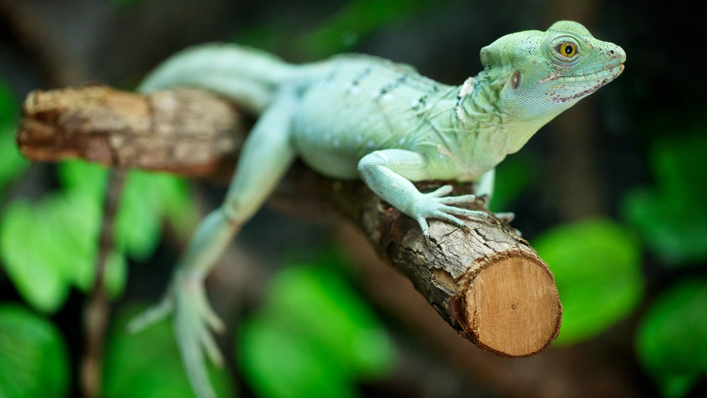 Ein Stirnlappenbasilisk sitzt auf einem Baum (Foto: Colourbox)