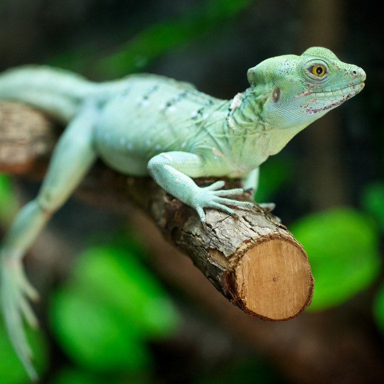 Ein Stirnlappenbasilisk sitzt auf einem Baum (Foto: Colourbox)