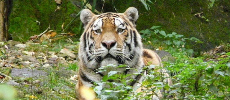 Tiger guckt hinter Büschen hervor (Foto: SWR)