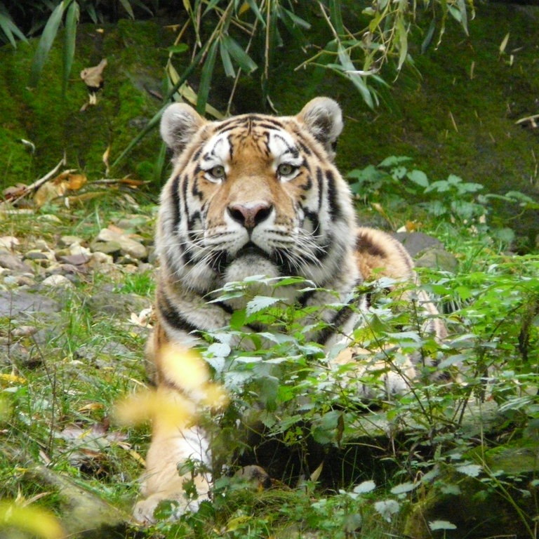 Tiger guckt hinter Büschen hervor (Foto: SWR)