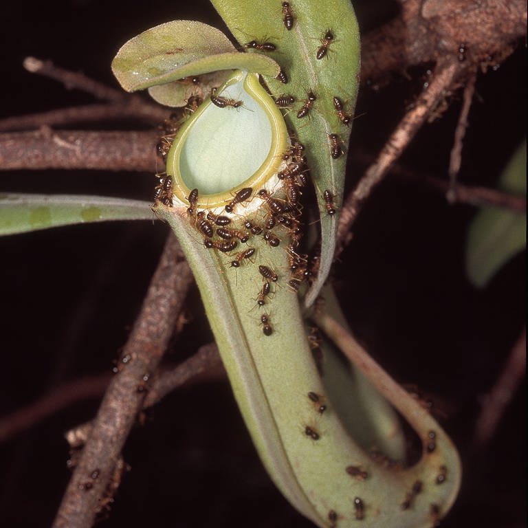 Termiten auf einer Pflanze (Foto: picture-alliance / Reportdienste, Marlis_Merbach)
