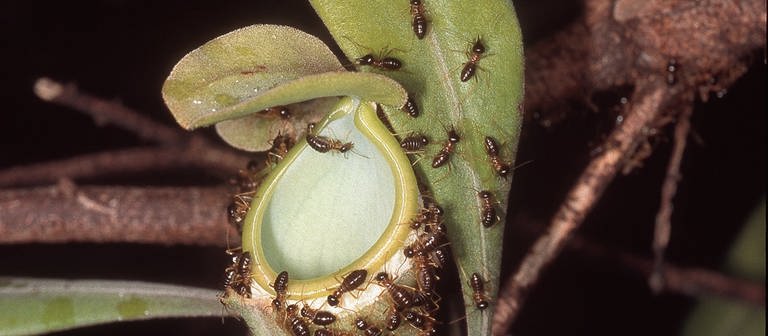 Termiten auf einer Pflanze (Foto: picture-alliance / Reportdienste, Marlis_Merbach)