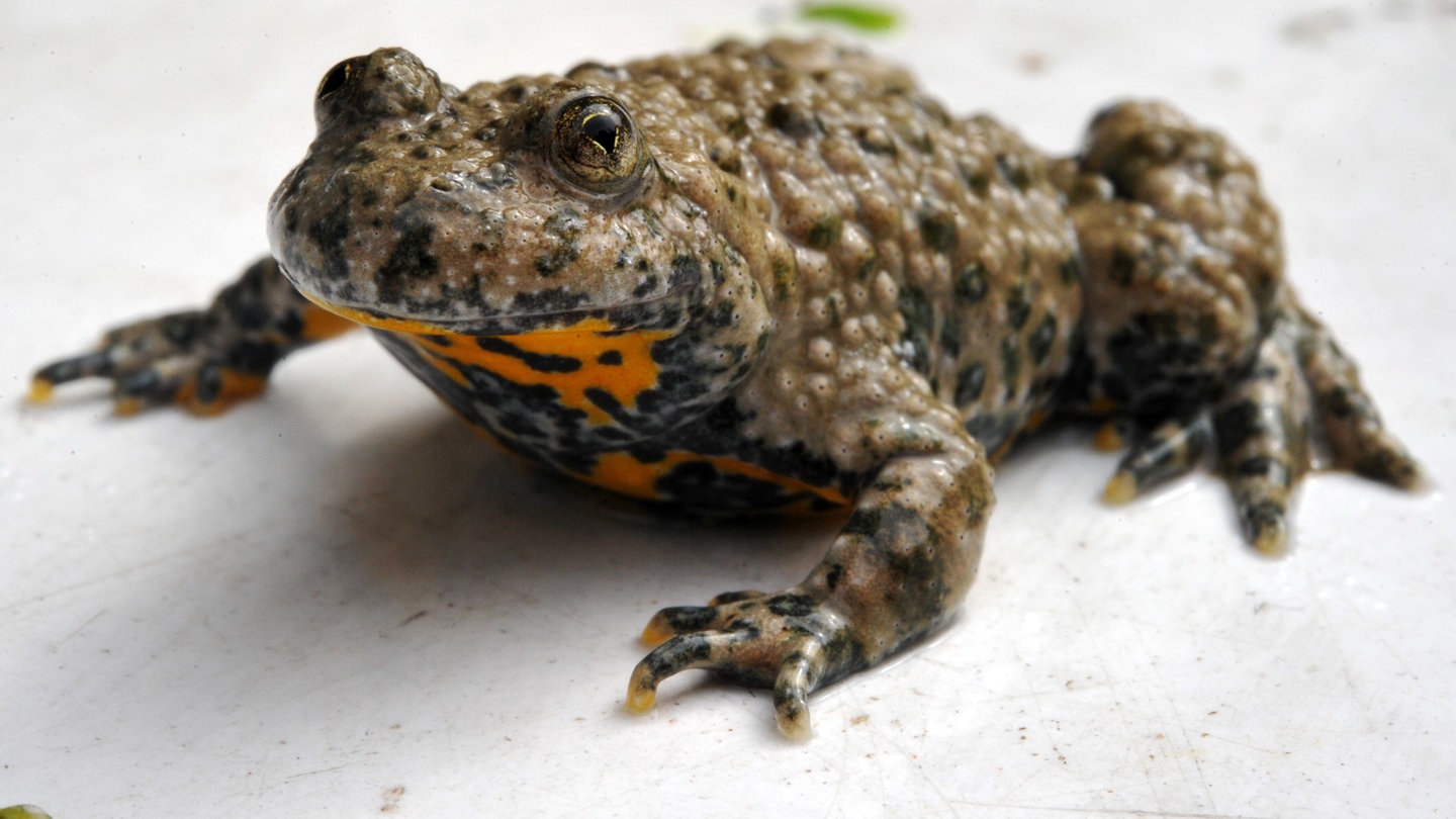 Eine Gelbbauchunke auf weißem Boden (Foto: dpa Bildfunk, Picture Alliance)