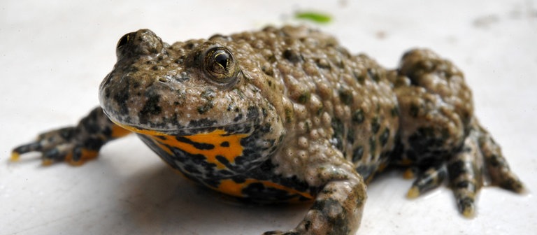 Eine Gelbbauchunke auf weißem Boden (Foto: dpa Bildfunk, Picture Alliance)