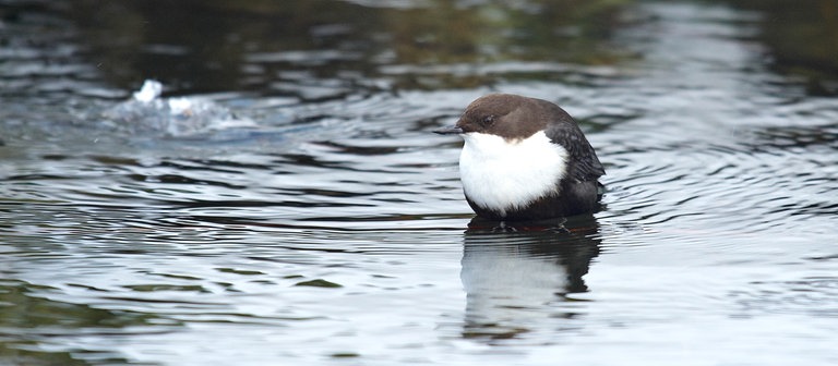 Eine Wasseramsel im Wasser  (Foto: Colourbox)