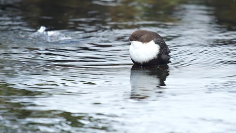 Eine Wasseramsel im Wasser  (Foto: Colourbox)