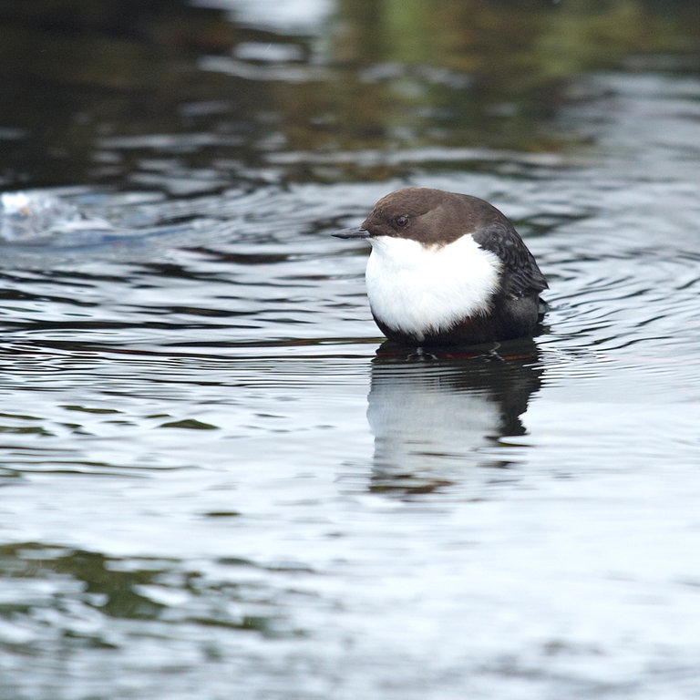 Eine Wasseramsel im Wasser  (Foto: Colourbox)