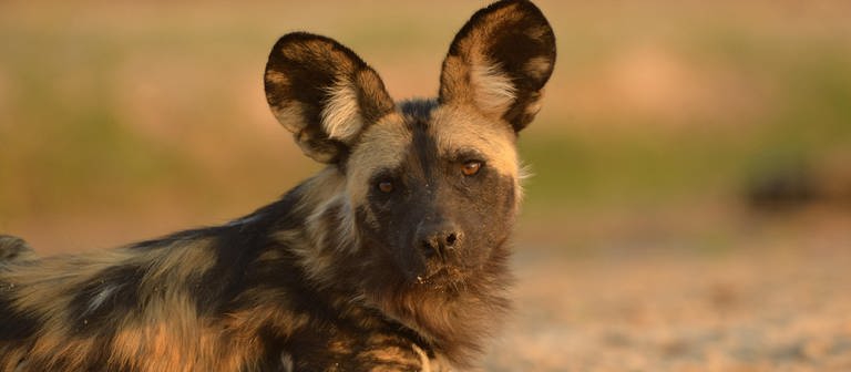 ein liegender Afrikanischer Wildhund schaut in die Kamera (Foto: picture-alliance / Reportdienste, imageBROKER)