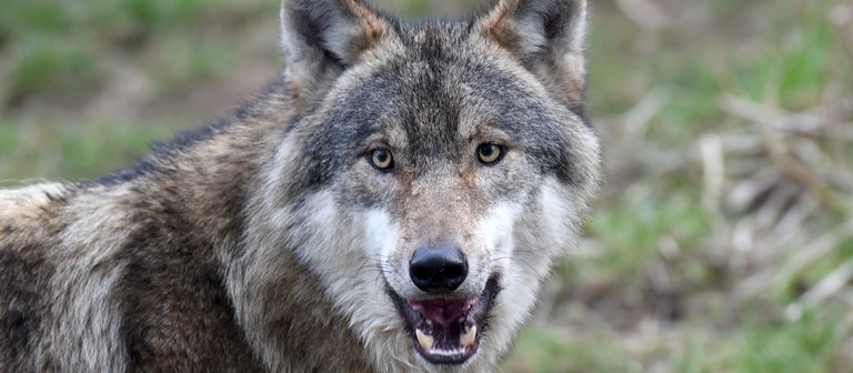 Ein Wolf zeigt seine scharfen Zähne (Foto: dpa Bildfunk, Picture Alliance)