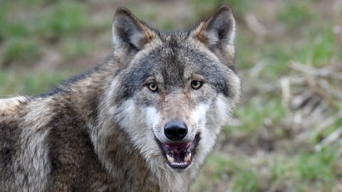 Ein Wolf zeigt seine scharfen Zähne (Foto: dpa Bildfunk, Picture Alliance)
