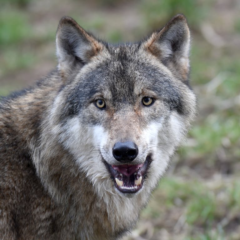 Ein Wolf zeigt seine scharfen Zähne (Foto: dpa Bildfunk, Picture Alliance)
