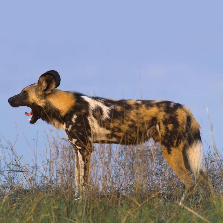 ein gähnender Wildhund (Foto: picture-alliance / Reportdienste, imageBROKER)