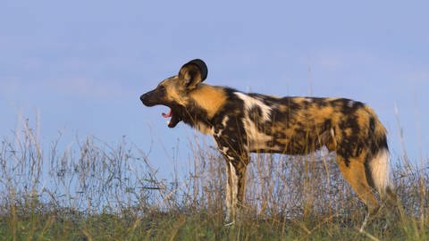 ein gähnender Wildhund (Foto: picture-alliance / Reportdienste, imageBROKER)