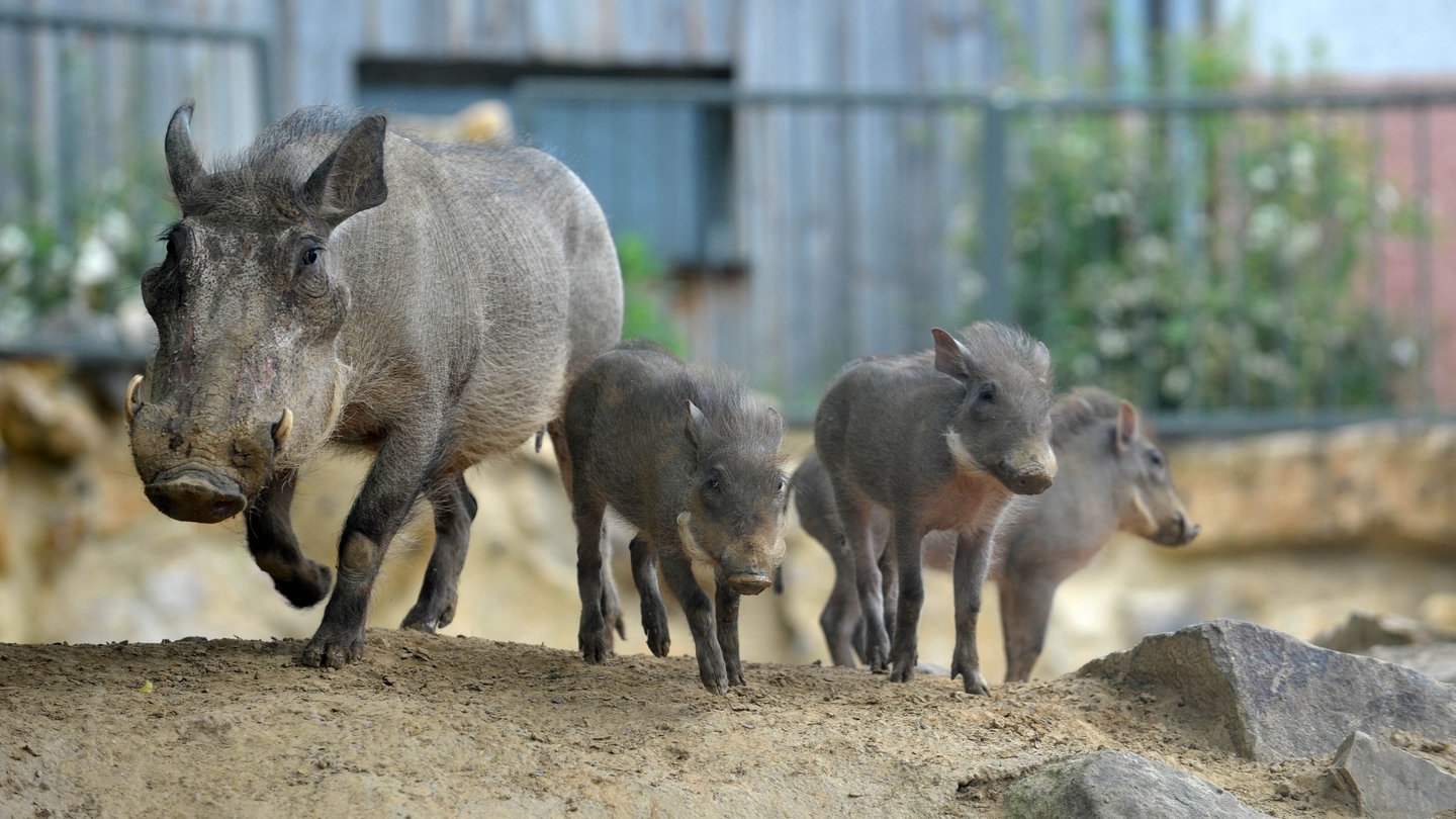 Drei neue kleine Warzenschweine rennen mit der Muttersau (Foto: dpa Bildfunk, Picture Alliance)