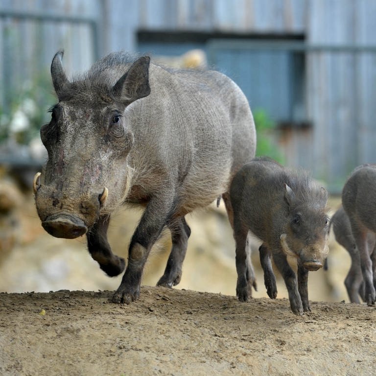 Drei neue kleine Warzenschweine rennen mit der Muttersau (Foto: dpa Bildfunk, Picture Alliance)