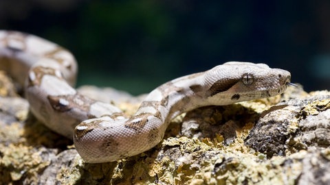 Eine junge Boa Constrictor schlängelt sich im Terrarium