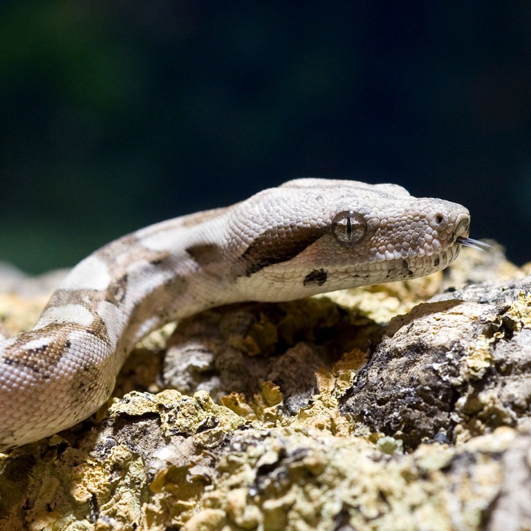 Eine junge Boa Constrictor schlängelt sich im Terrarium (Foto: dpa Bildfunk, Picture Alliance)