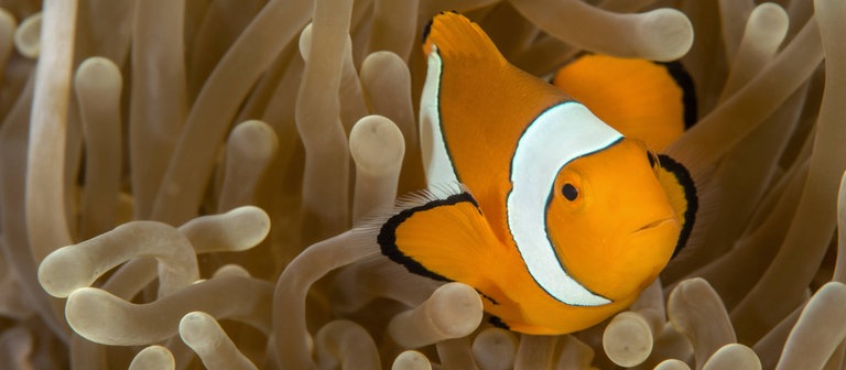 Clownfisch in Anemone (Foto: IMAGO, Nature Picture Library)