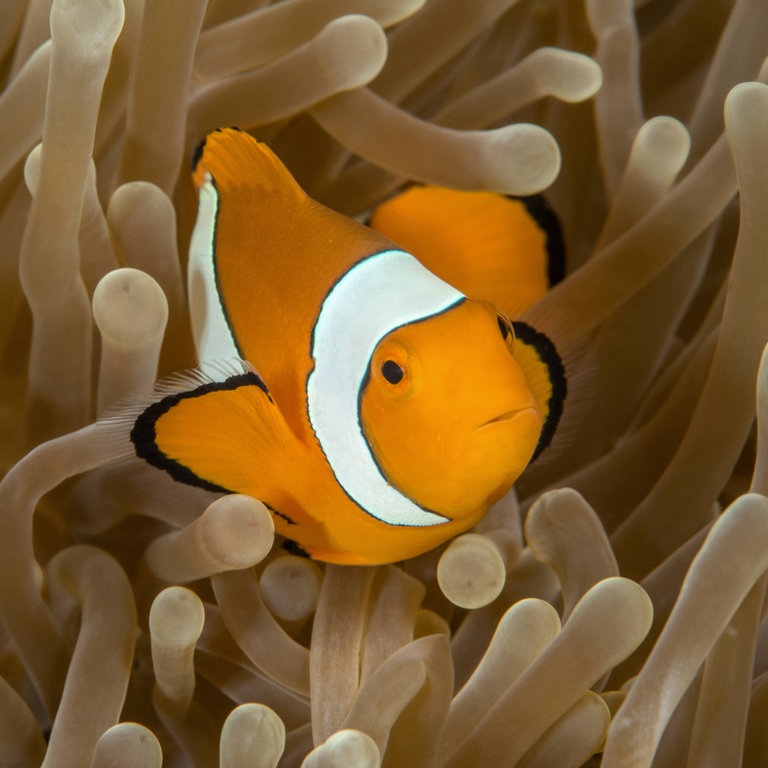 Clownfisch in Anemone (Foto: IMAGO, Nature Picture Library)