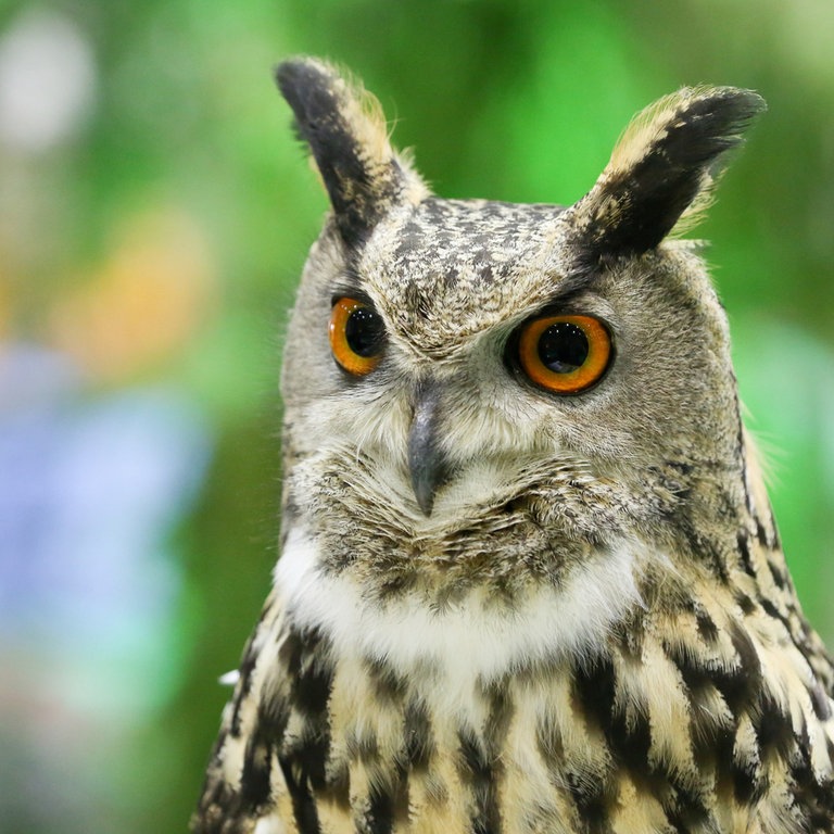 Ein Uhu mit großen Augen und einem gemusterten Gefieder. (Foto: dpa Bildfunk, Picture Alliance)