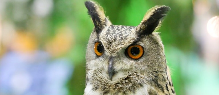 Ein Uhu mit großen Augen und einem gemusterten Gefieder. (Foto: dpa Bildfunk, Picture Alliance)