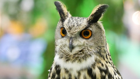 Ein Uhu mit großen Augen und einem gemusterten Gefieder. (Foto: dpa Bildfunk, Picture Alliance)