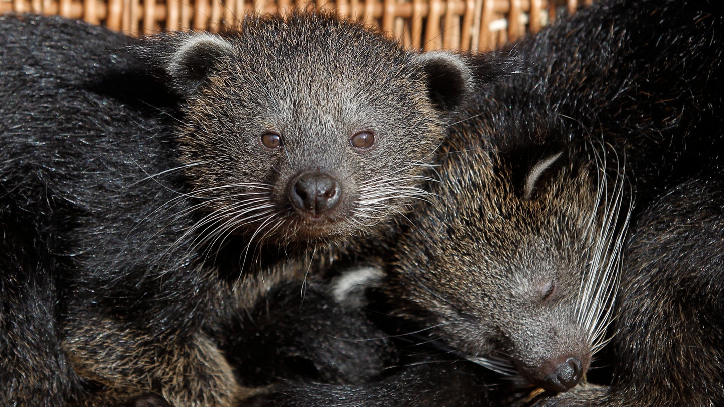 Zwei Binturong schauen vorsichtig und neugierig aus ihrer Kiste (Foto: dpa Bildfunk, Picture Alliance)